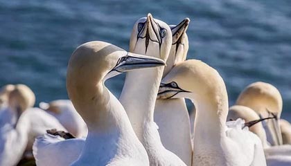 九游体育网页入口-费城76人恩比德连续“30+”表现，领先联盟！，恩比德和76人的合同