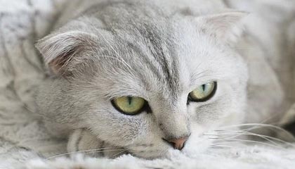 九游体育网页入口-费城76人恩比德连续“30+”表现，领先联盟！，恩比德和76人的合同