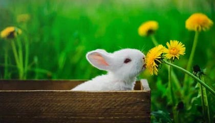 九游体育网页入口-费城76人恩比德连续“30+”表现，领先联盟！，恩比德和76人的合同